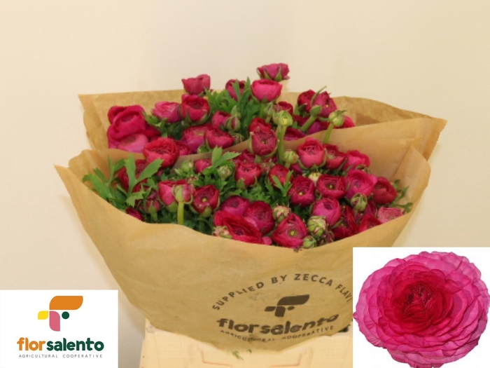 <h4>RAN EL HOT PINK</h4>