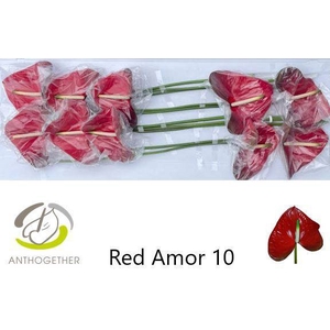 ANTH A RED AMOR