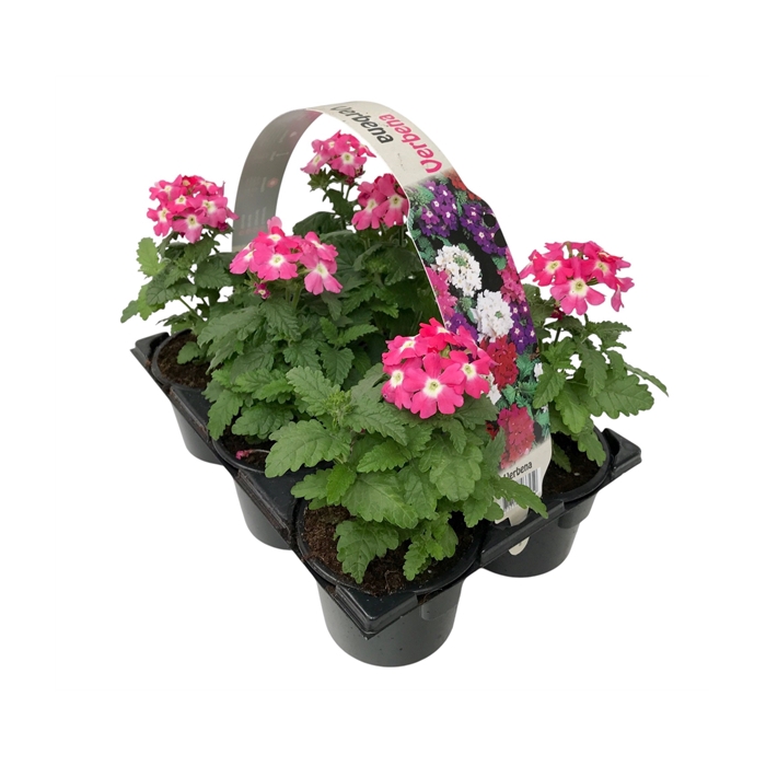 <h4>Verbena roze 6p</h4>