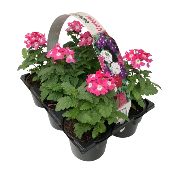 <h4>Verbena roze 6p</h4>