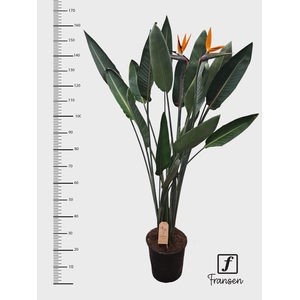 F Strelitzia Reginae (open bloem)