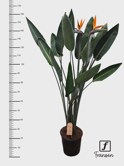<h4>F Strelitzia Reginae (open bloem)</h4>