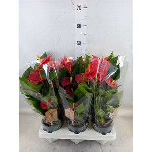 Anthurium  'Diamond Red'