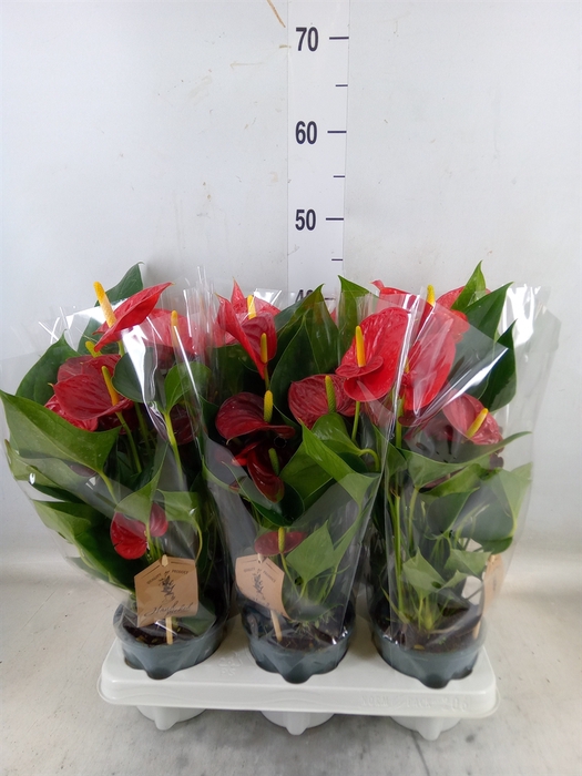 <h4>Anthurium  'Diamond Red'</h4>