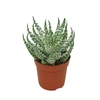 Aloe Humilis Shark 0312AHU