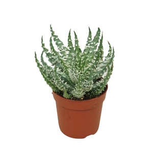 Aloe Humilis Shark 0312AHU