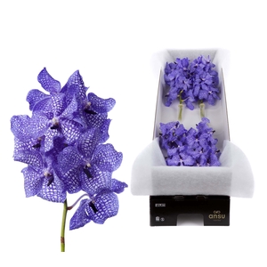 Vanda Kanchana Delft Blue X10