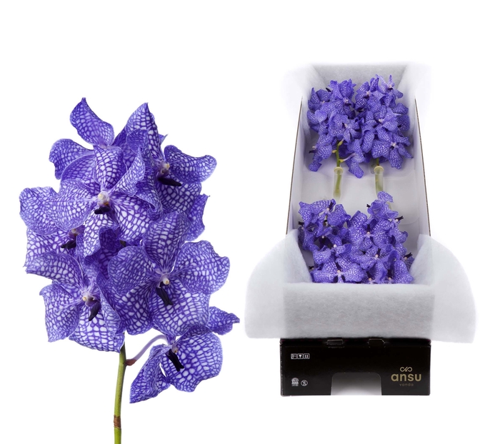<h4>Vanda Kanchana Delft Blue X10</h4>