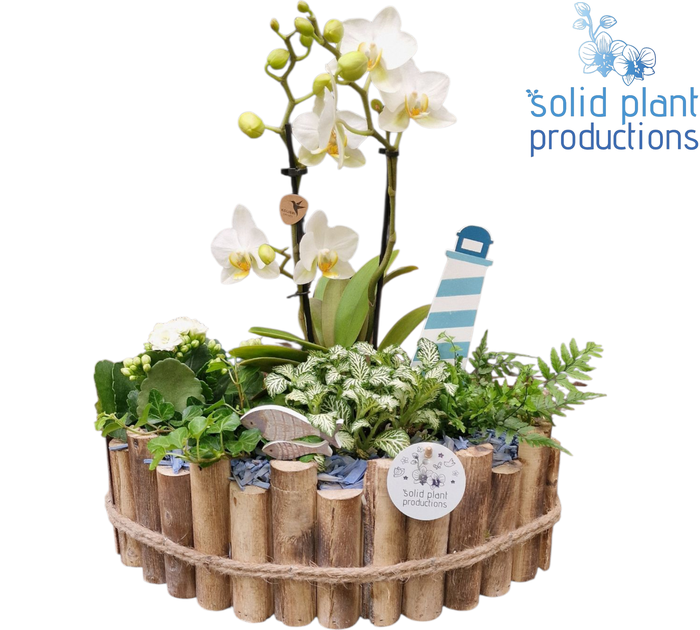 <h4>HPH006 Napoli Large Blue Phalaenopsis</h4>