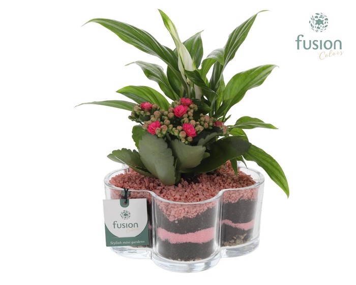 <h4>Glazen Bloemschaalmet arrangement Donker roze</h4>