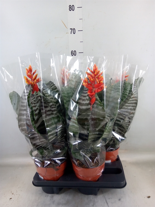 <h4>Aechmea   ...</h4>