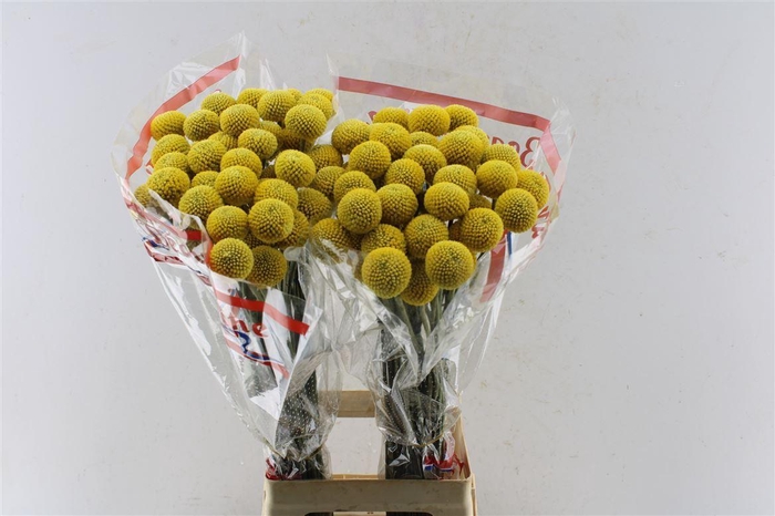 <h4>Craspedia Paintball Pop Xxl</h4>