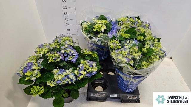 <h4>HYDR M EARLY BLUE</h4>