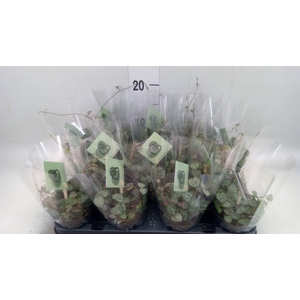 Ceropegia woodii ssp. woodii