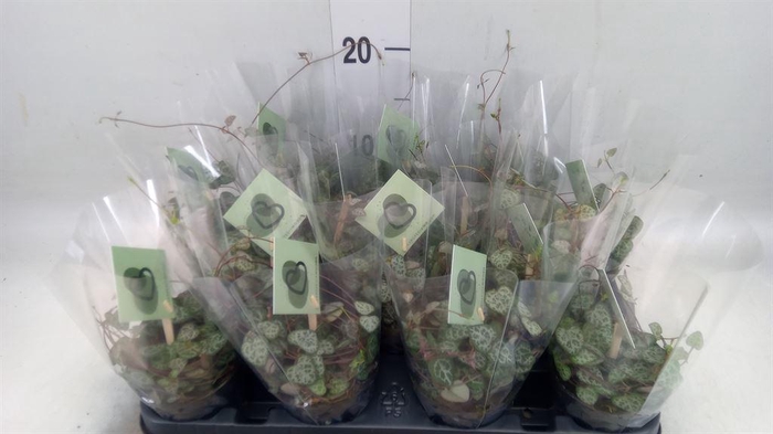 <h4>Ceropegia woodii ssp. woodii</h4>