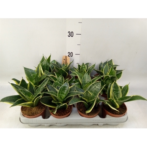 Sansevieria trifa. 'Golden Hahnii'