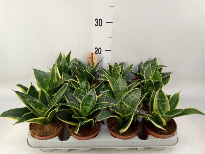 <h4>Sansevieria trifa. 'Golden Hahnii'</h4>