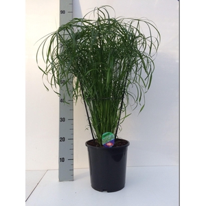 Cyperus alternifolius
