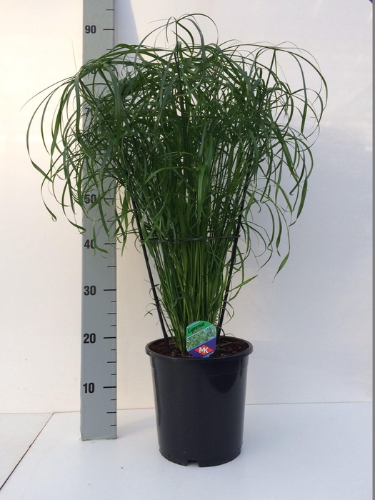 <h4>Cyperus alternifolius</h4>