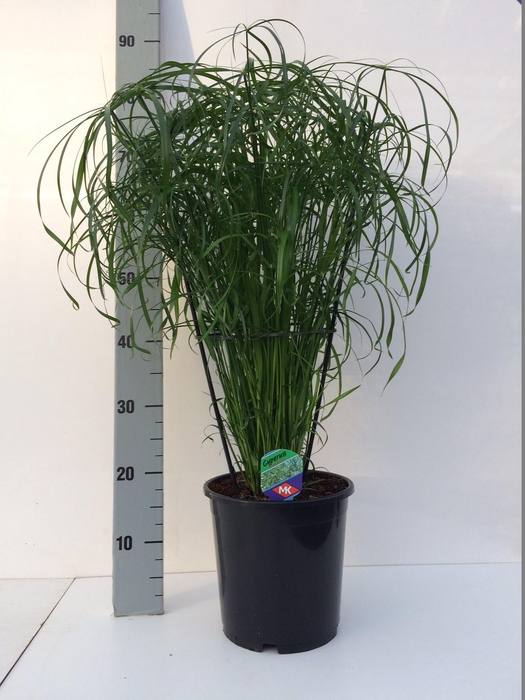 <h4>Cyperus alternifolius</h4>