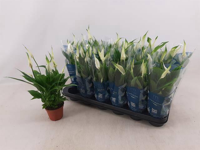 <h4>SPATH CHOPIN</h4>