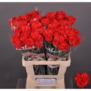 Dianthus st Sparta