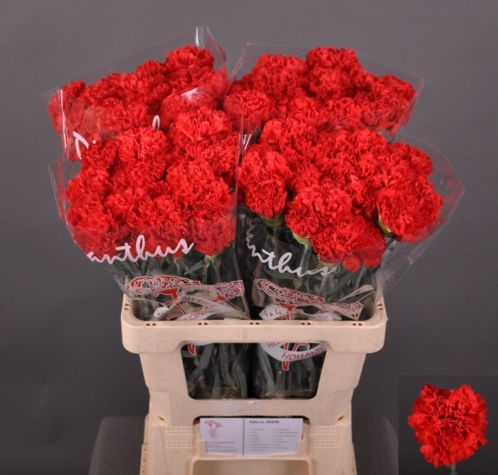 <h4>Dianthus st Sparta</h4>