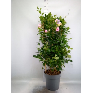 Mandevilla am. 'Sundav Cream Pink'