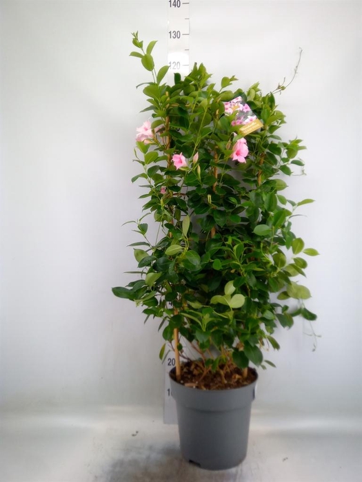 <h4>Mandevilla am. 'Sundav Cream Pink'</h4>