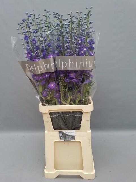 <h4>DELPH DU DELP POWER</h4>