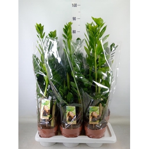 Zamioculcas zamiifolia