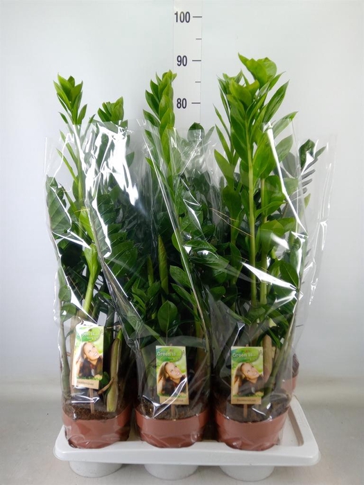 <h4>Zamioculcas zamiifolia</h4>