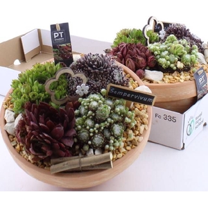 ARR SEMPERVIVUM