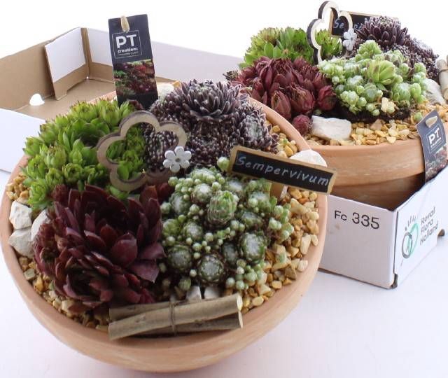 <h4>ARR SEMPERVIVUM</h4>