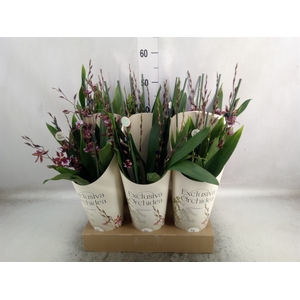 Burrageara  'Barrocco Red'