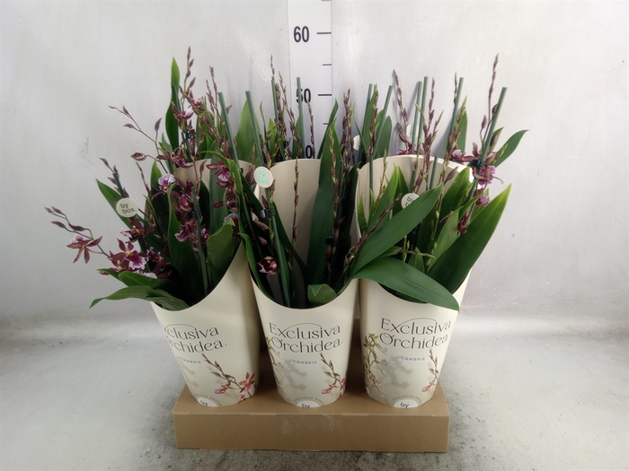 Burrageara  'Barrocco Red'