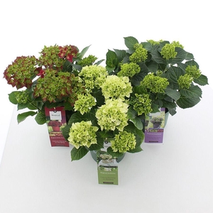 Hydrangea macr. Magical® MIX C3.5 (20cm.) Kn.