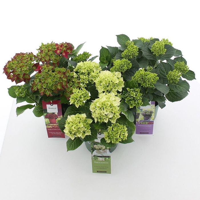 <h4>Hydrangea macr. Magical® MIX C3.5 (20cm.) Kn.</h4>