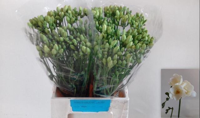 <h4>Freesia du Riga</h4>