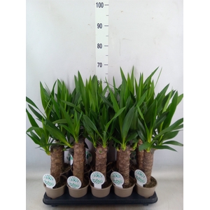 Yucca