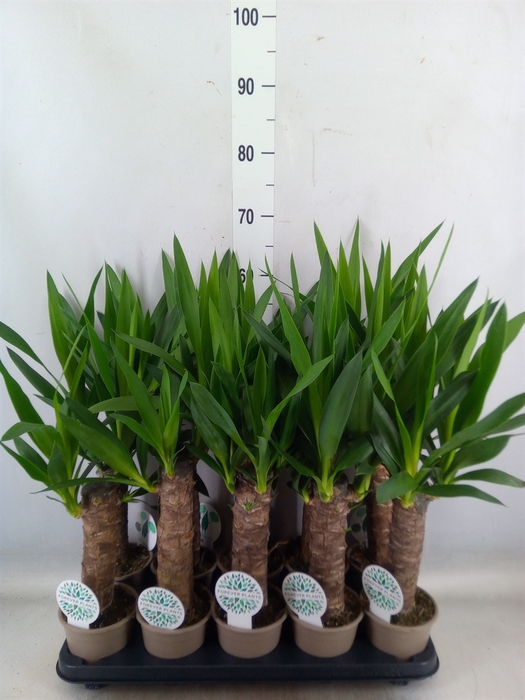 <h4>Yucca</h4>