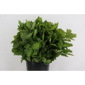 QUERCUS RUBRA 400GR