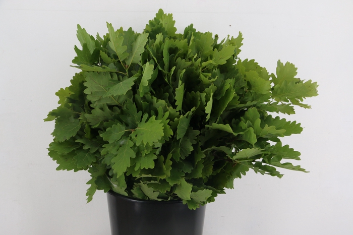 <h4>QUERCUS RUBRA 400GR</h4>
