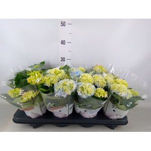 Hydrangea mac.   ...mix