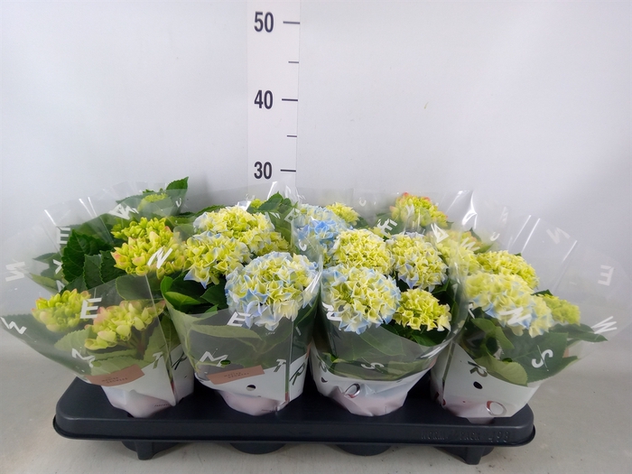 <h4>Hydrangea mac.   ...mix</h4>