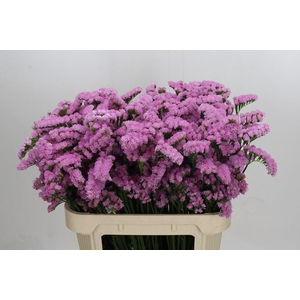Limonium sinuatum Lucia Pink