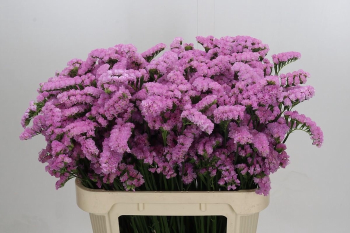 <h4>Limonium sinuatum Lucia Pink</h4>