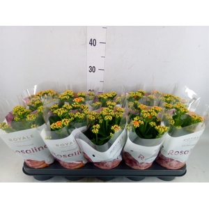 Kalanchoe blos. 'RosDon Pedro'