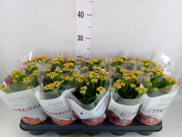 <h4>Kalanchoe blos. 'RosDon Pedro'</h4>