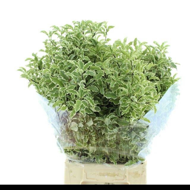 <h4>PITTOSPORUM BS</h4>